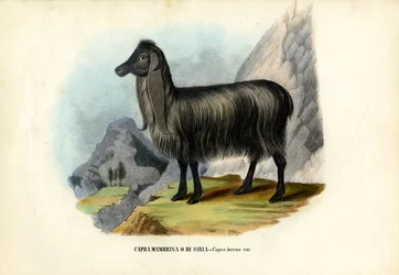 Chèvre sauvage, 1863-79